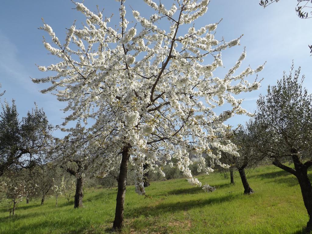 B&B Il Pizzagiallo Massa Martana Buitenkant foto